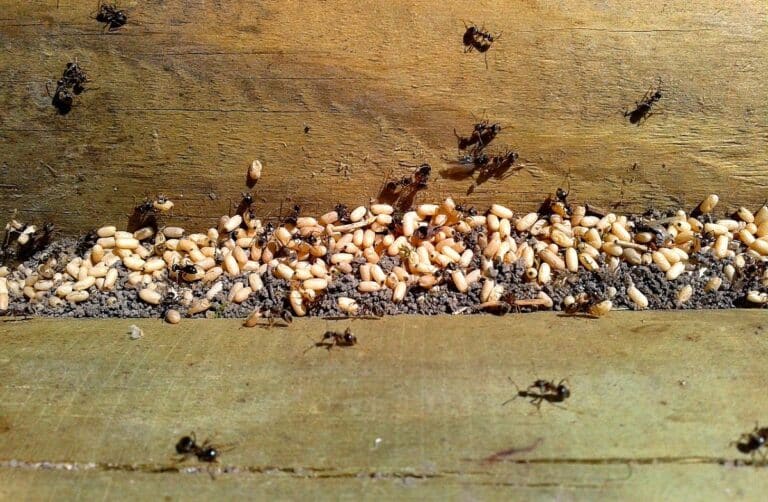 ants carrying white things in garden