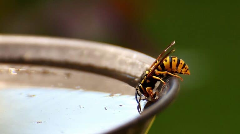 how long can wasps live without food and water