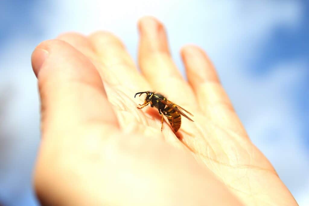 can wasps sense fear