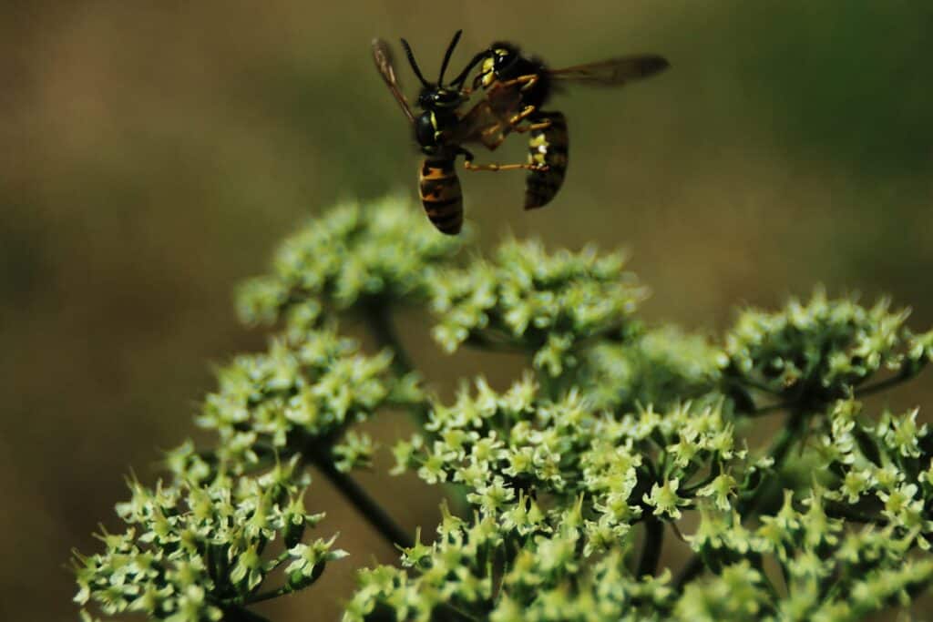 Why Do Yellow Jackets Eat Each Other? (Murder Facts) pestABC