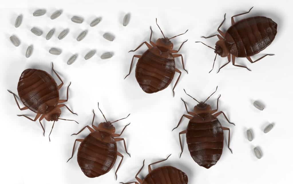 bed bug nests images mattress