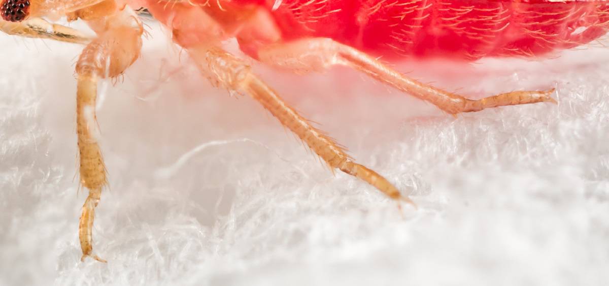 Can Baby Bed Bugs Jump or Fly? (2minute read) pestABC