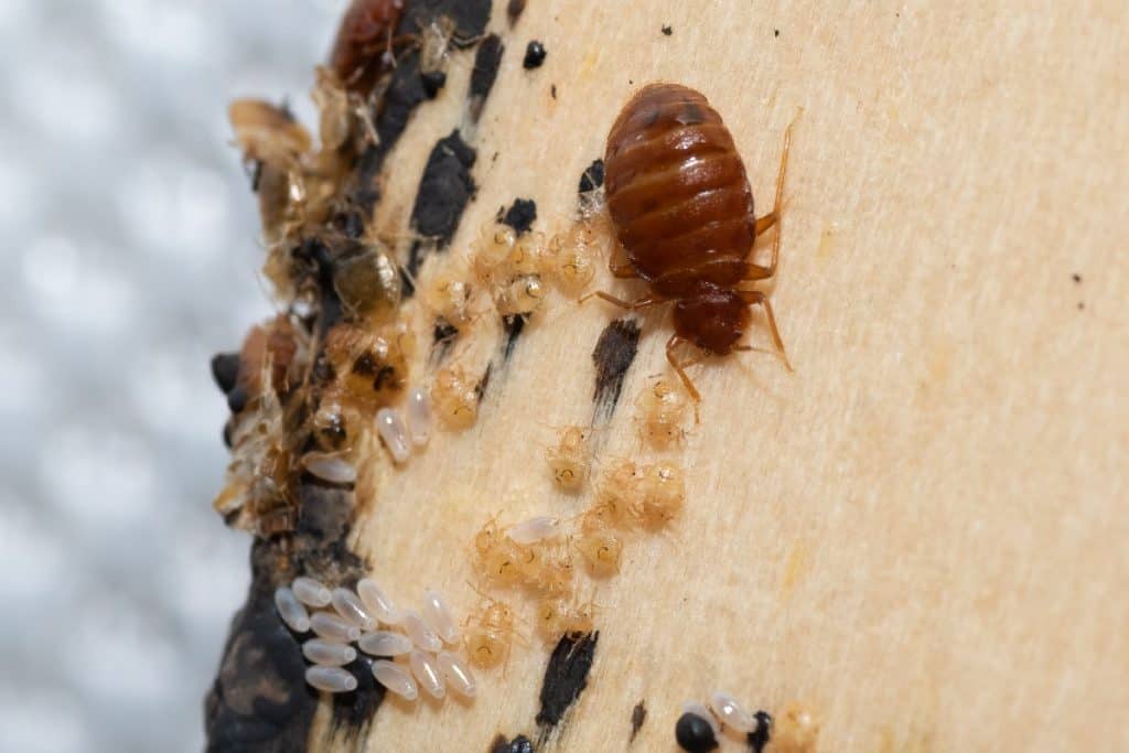 Can Baby Bed Bugs Jump or Fly? (2-minute read) – pestABC