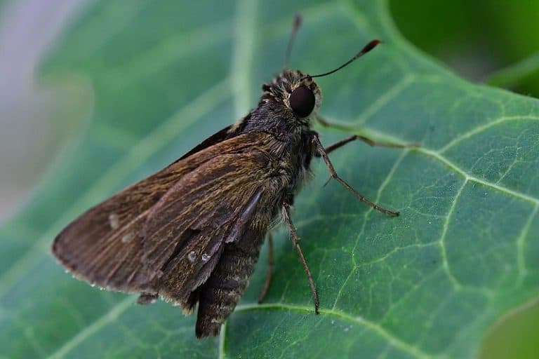 Feelings of a Moth (and why Brain Size matters) pestABC