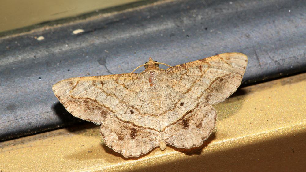 How Long Can a Moth Survive in a House?