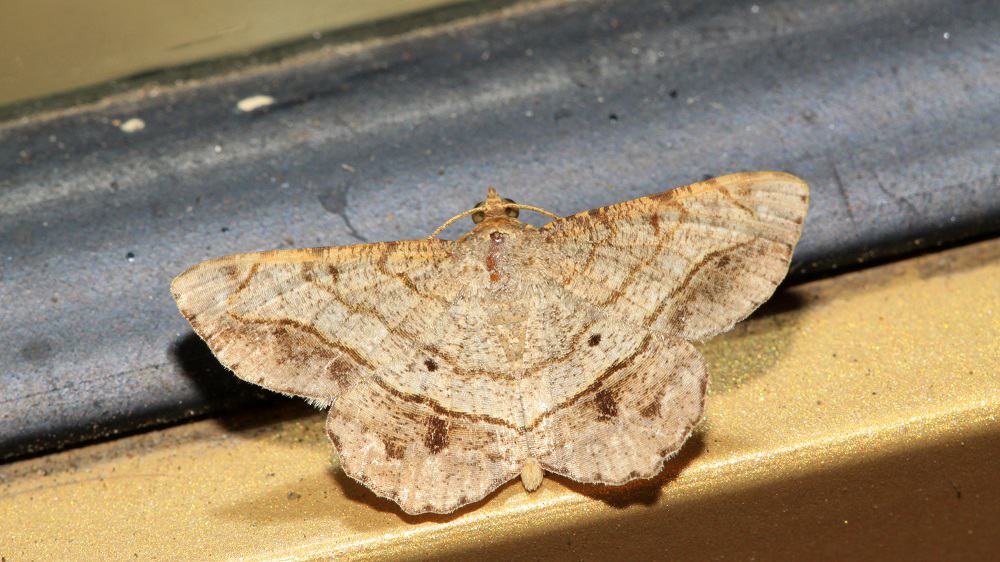 How Long Can A Moth Survive In A House PestABC   Moth Inside 