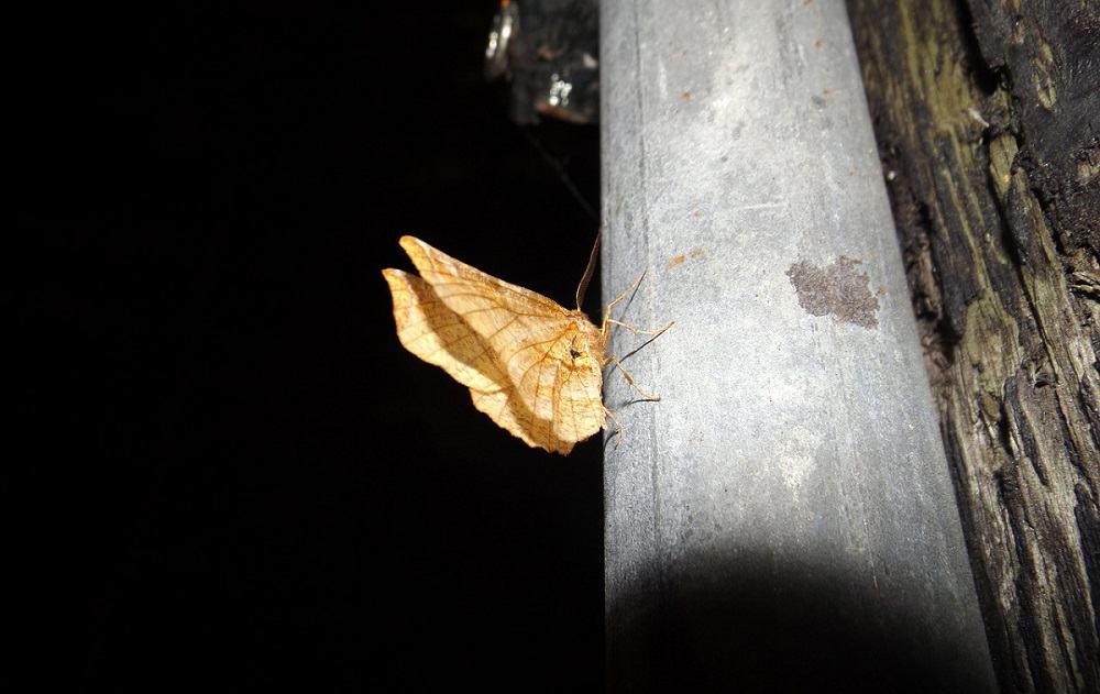 Moths And Light (Attraction, Navigation, and More)