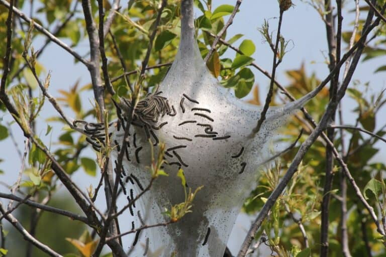 Moths Complete Nest Guide pestABC