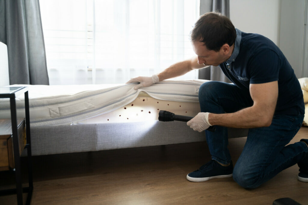 Bed Bug Infestation And Treatment Service. Bugs Extermination