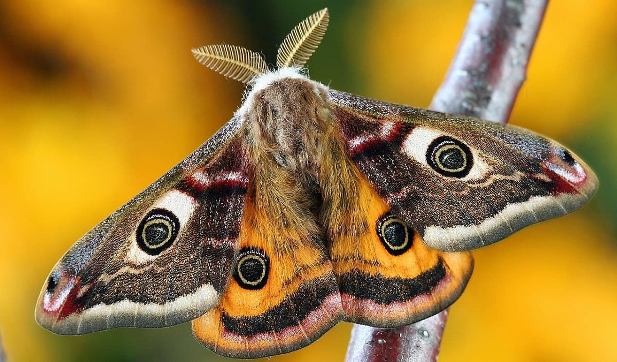 Can Moths Change Colors? Exploring Adaptations