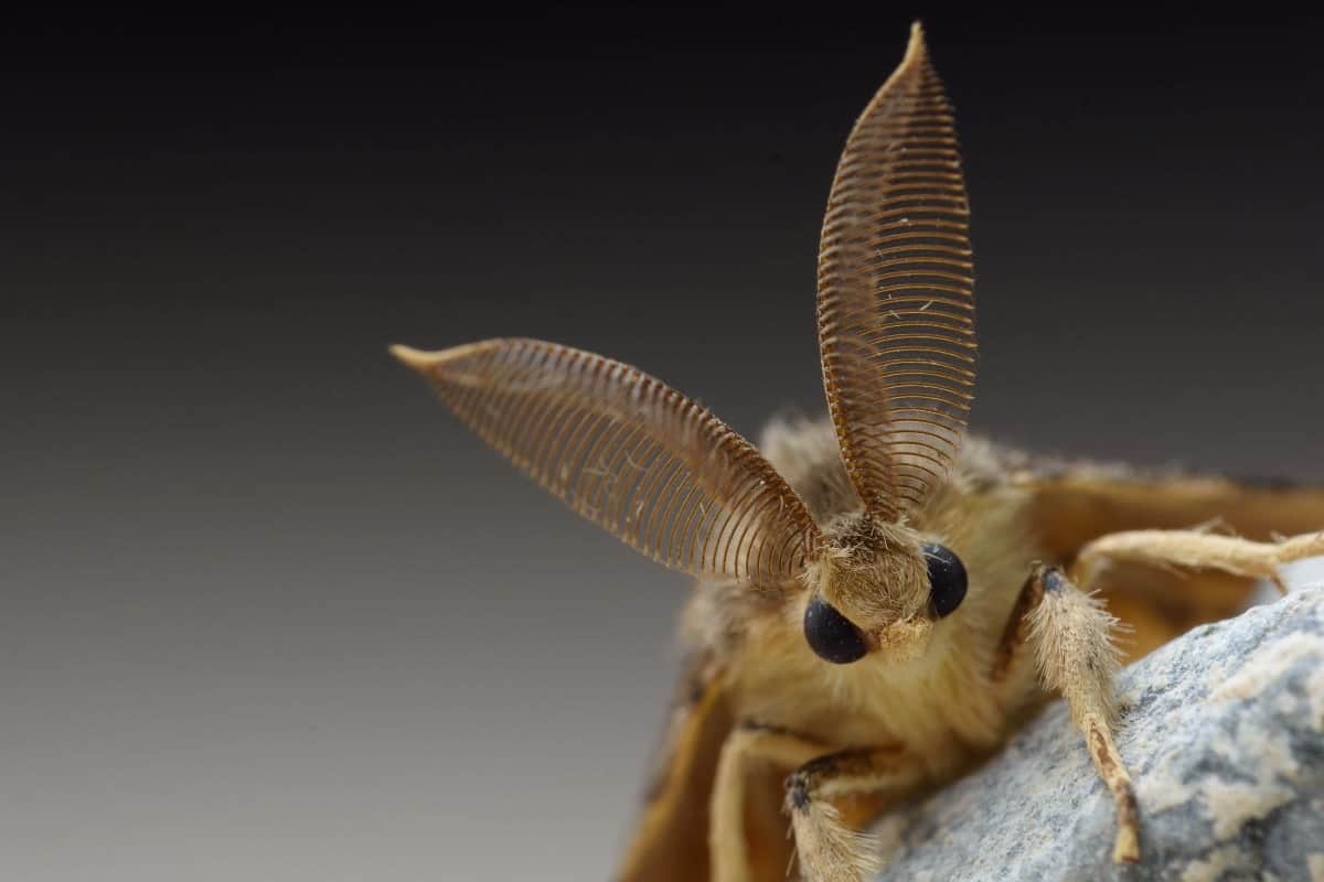 Can Moths Make Sounds? Debunking Common Myths