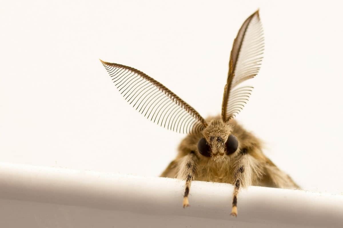 small moth like bug that bites        <h3 class=
