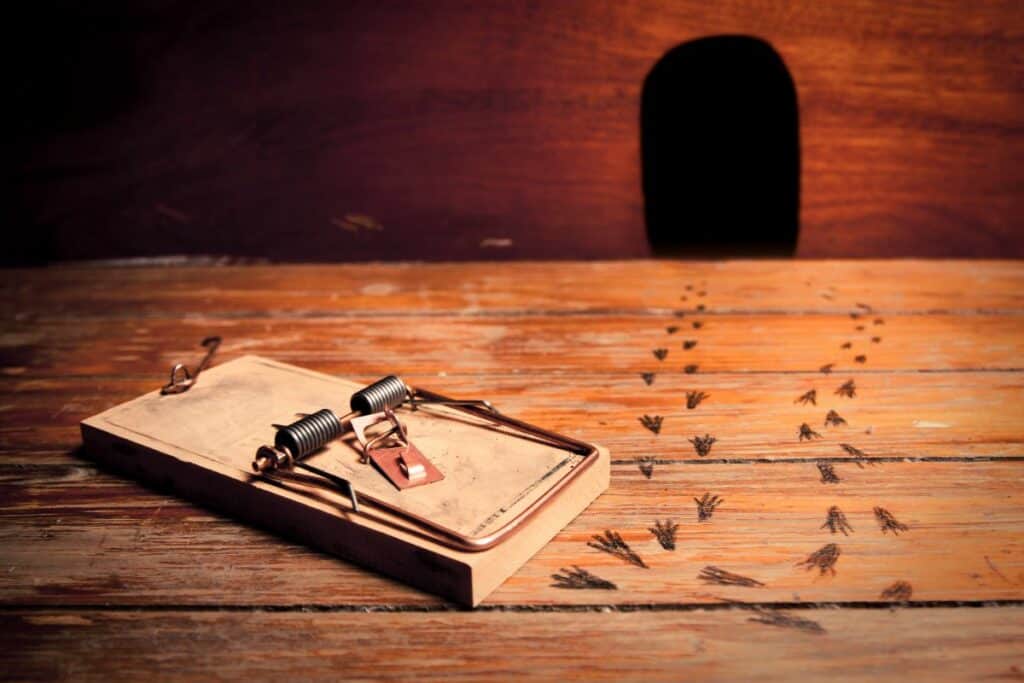 The Mystery of Vanishing Mice: Why Do Mice Suddenly Disappear? – pestABC