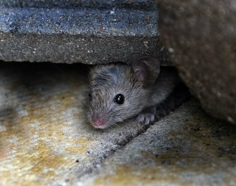 What Does Mice Urine Smell Like A Comprehensive Guide to Identifying Rodent Odors pestABC